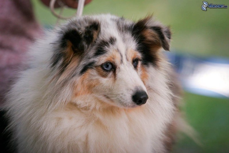 Husky Blue Merle