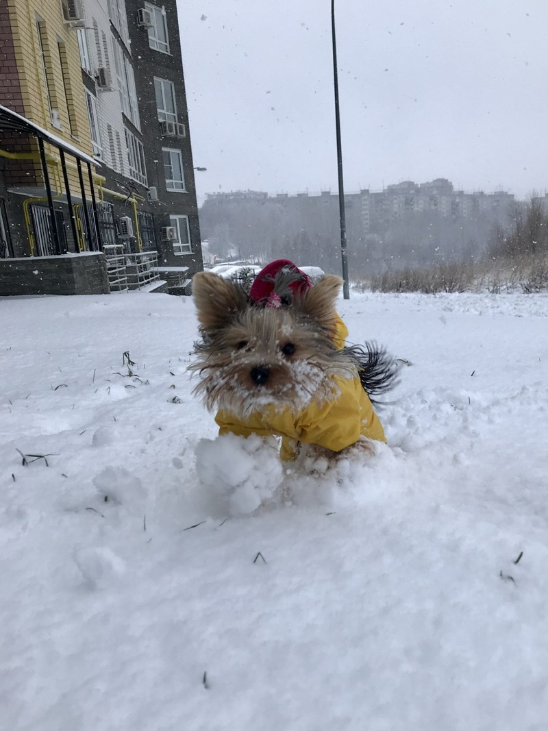 Ешкорский терьер
