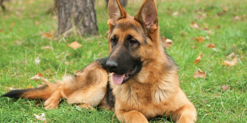 Лего German Shepherd / немецкая овчарка