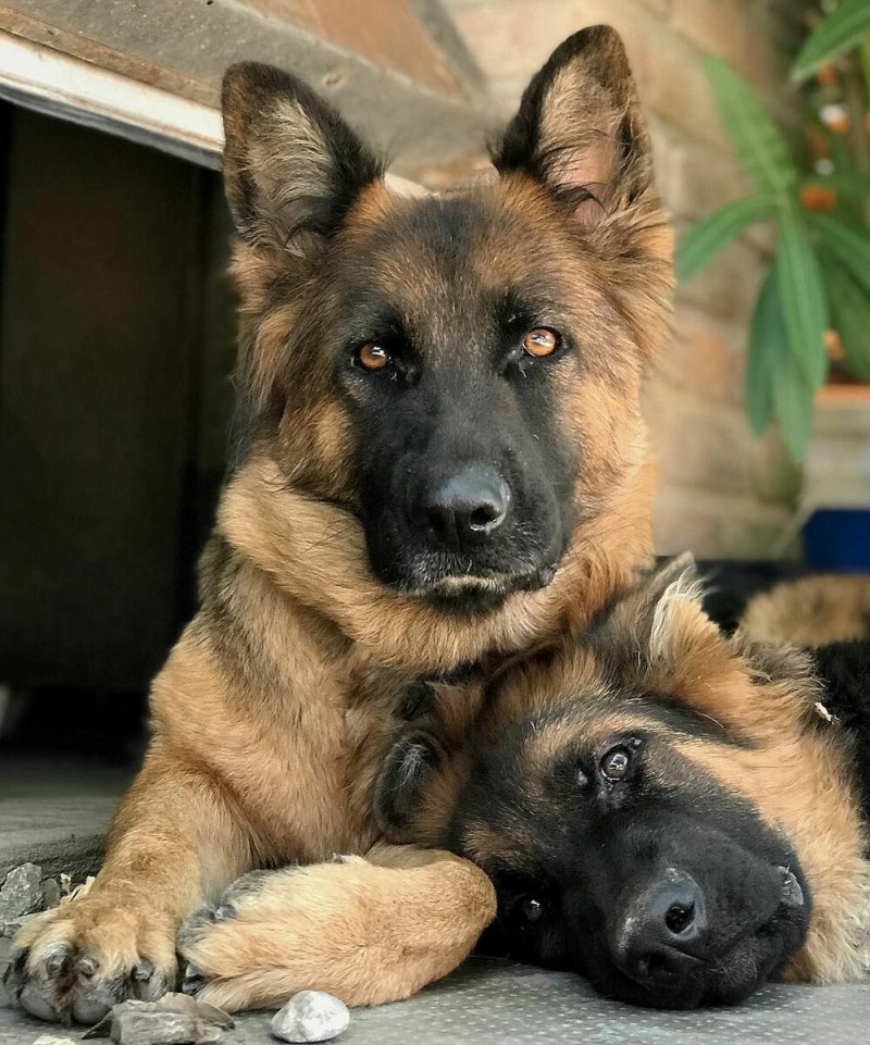 Овчарка догс
