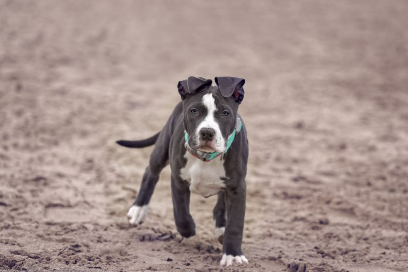 Https://Lapkins.ru/Dog/amerikanskiy-staffordshirskiy-terer/