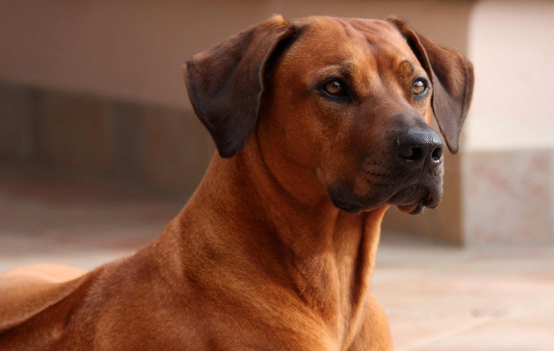 Rhodesian Ridgeback