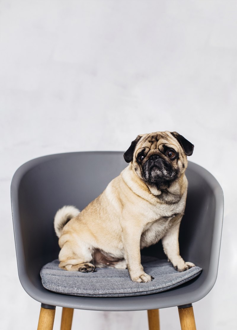 Pug Dog backdrop
