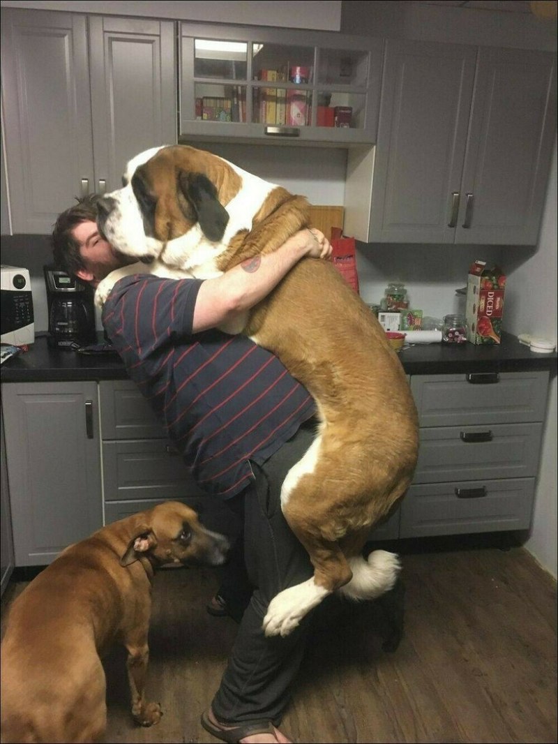 Большая собака с хозяйкой
