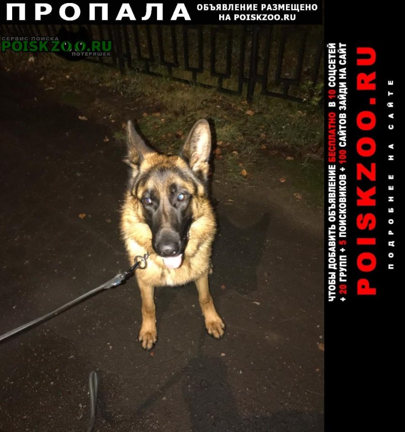 K-9 Unit