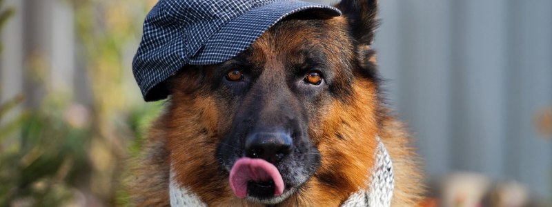 Собака играет в шахматы