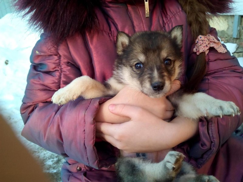 Dog.ru