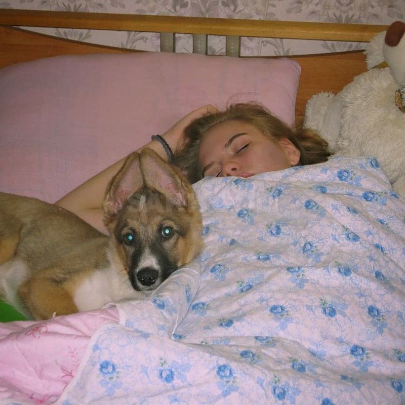 Aurora Lee 🎀 on Instagram: “weird things Huskies...