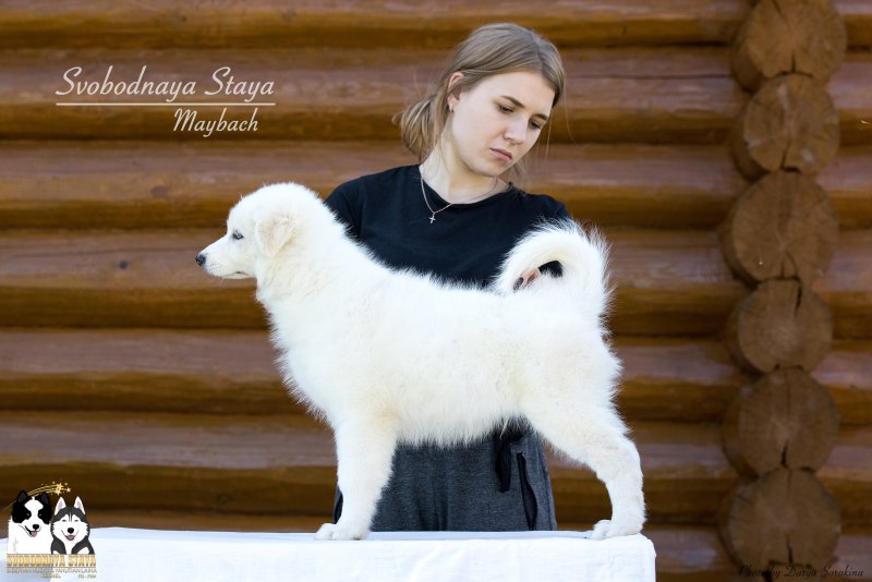Белая лайка собака живопись