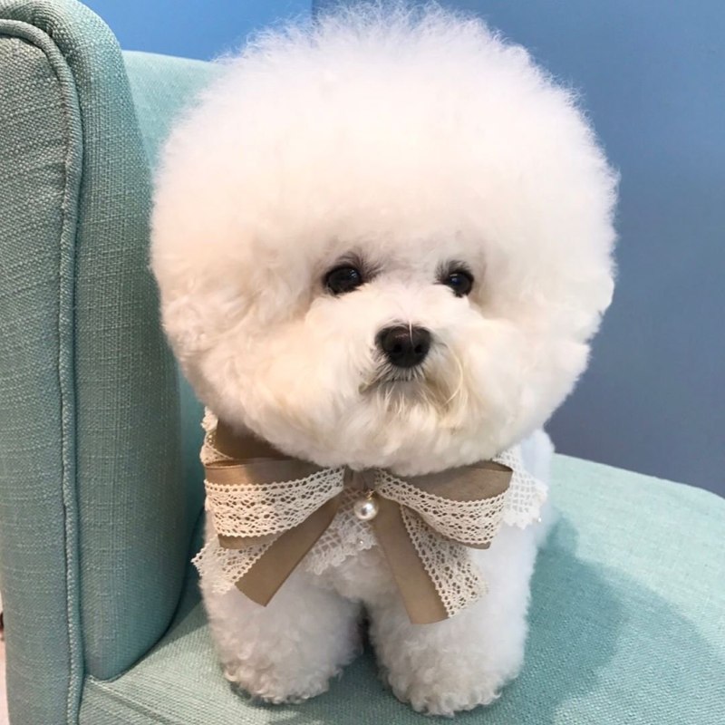 Бишон фризе (Bichon Frise)