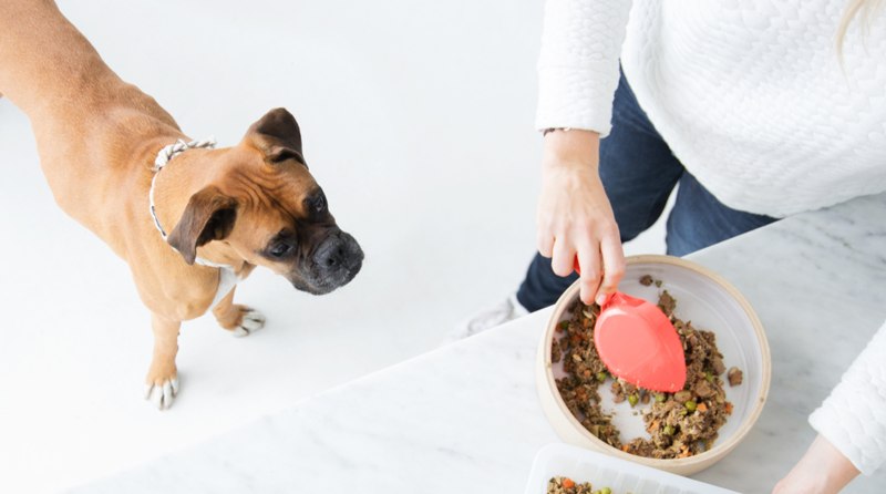 Dog food корм для собак