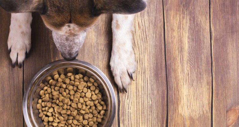 Nestle корм для животных