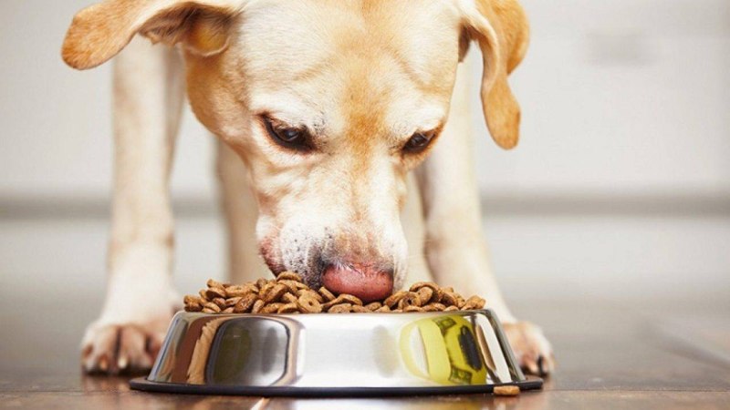 Insect Dog корм для собак