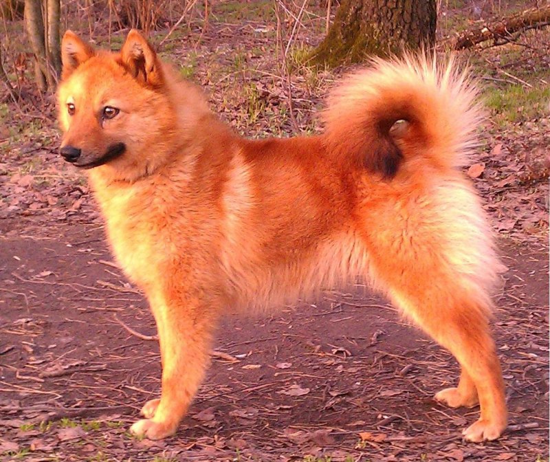 Корелофинская лайка щеток