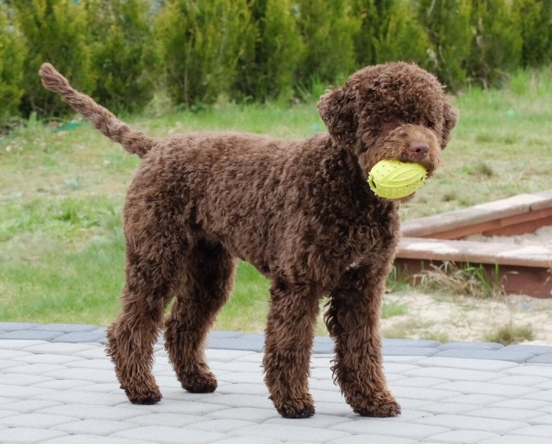 Щенки Lagotto Romagnolo