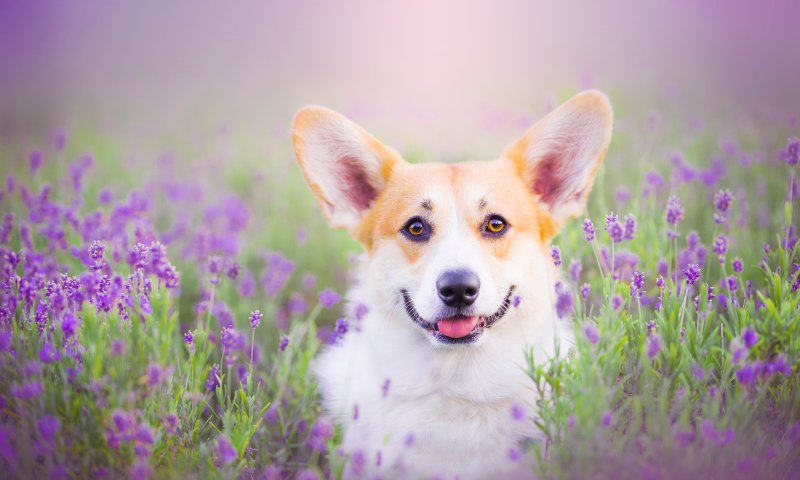Вельш корги и цветы