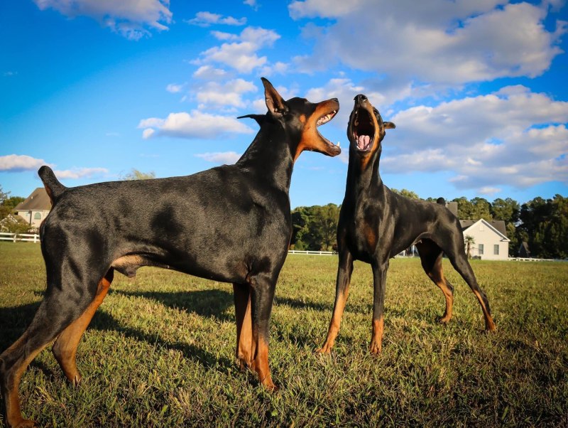 Doberman and Carhartt