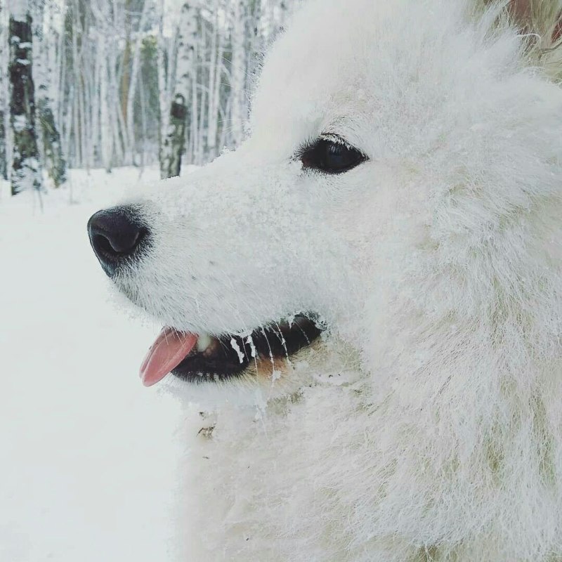 Самоедская собака на охоте
