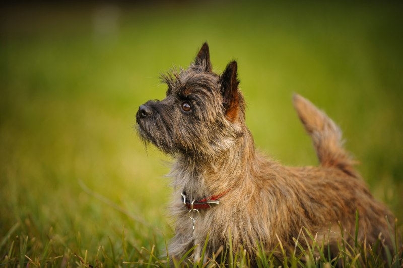 Керн-терьер (Cairn Terrier)