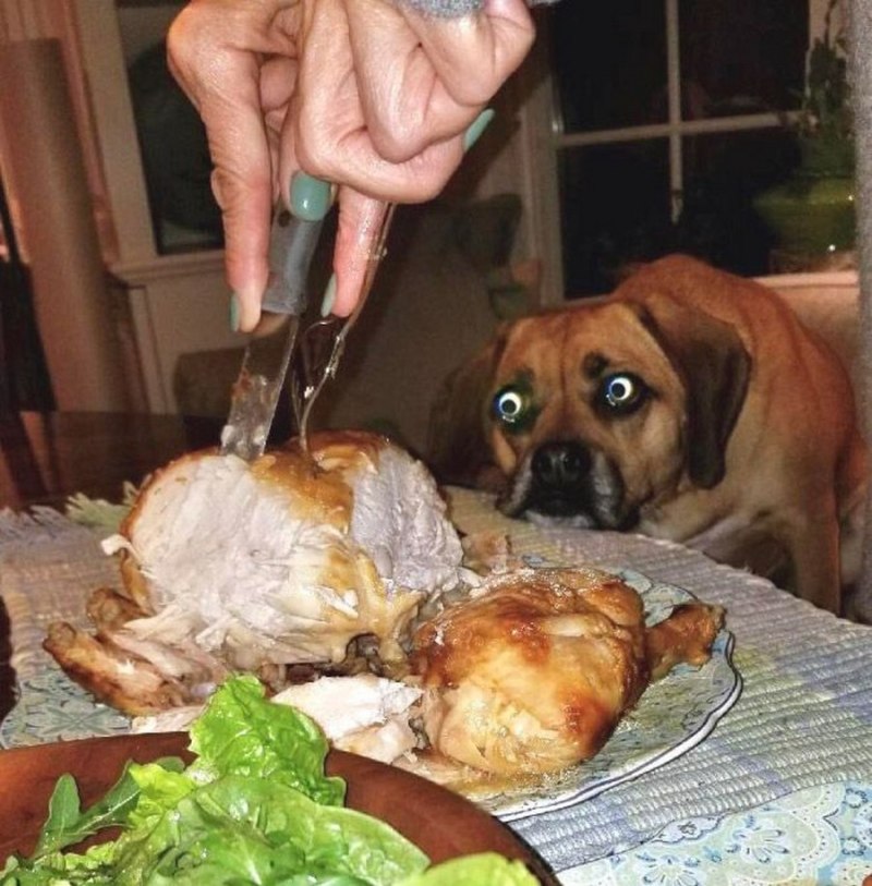 Еда для маленьких собак