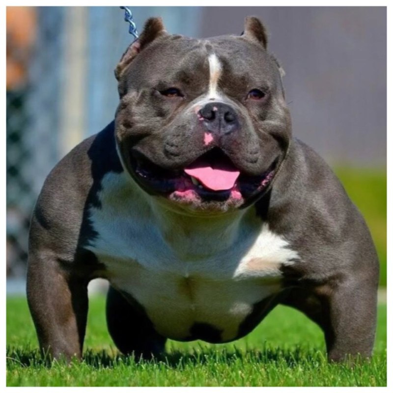 Shar Pei Bulldog Mix