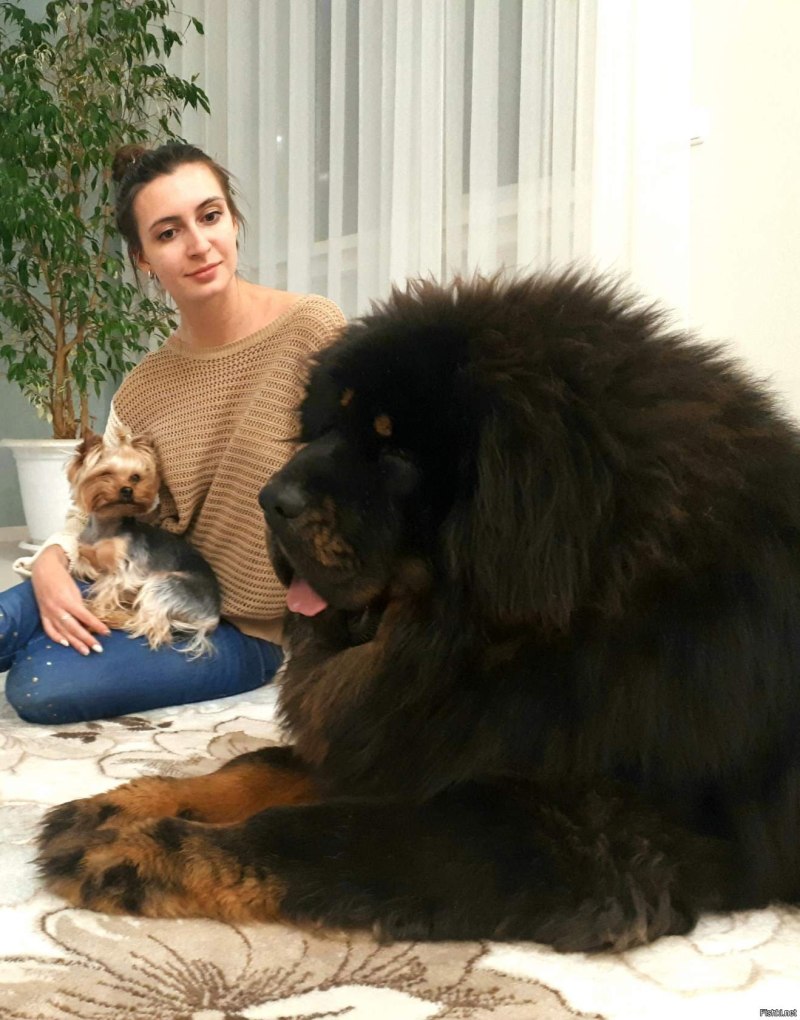 Крупные домашние собаки