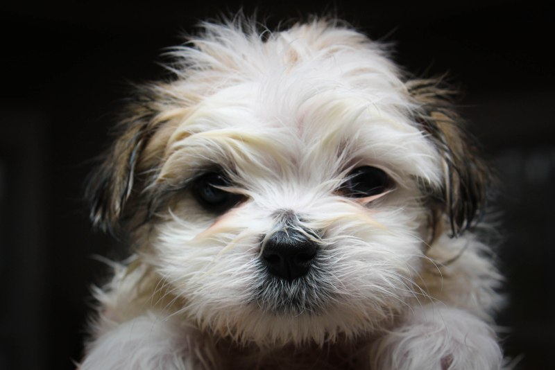 Shih Tzu Dog