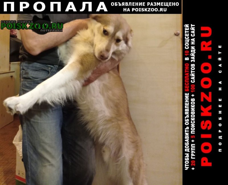 Собака бежит по асфальту