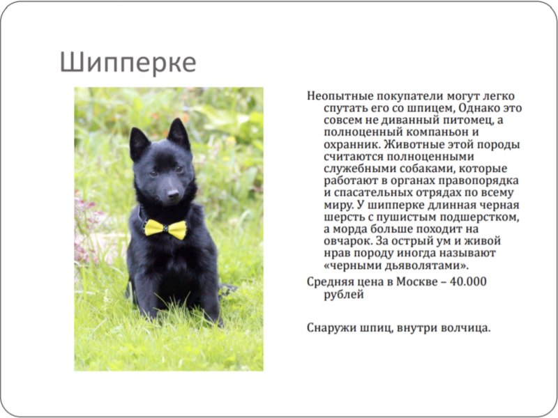 Шипперке рост и вес