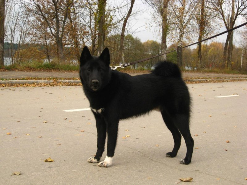 Рел лайка