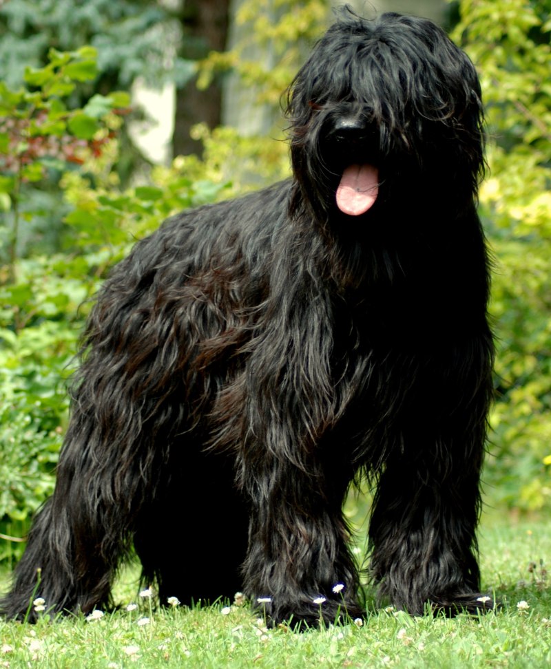 Лабрадор Retriever