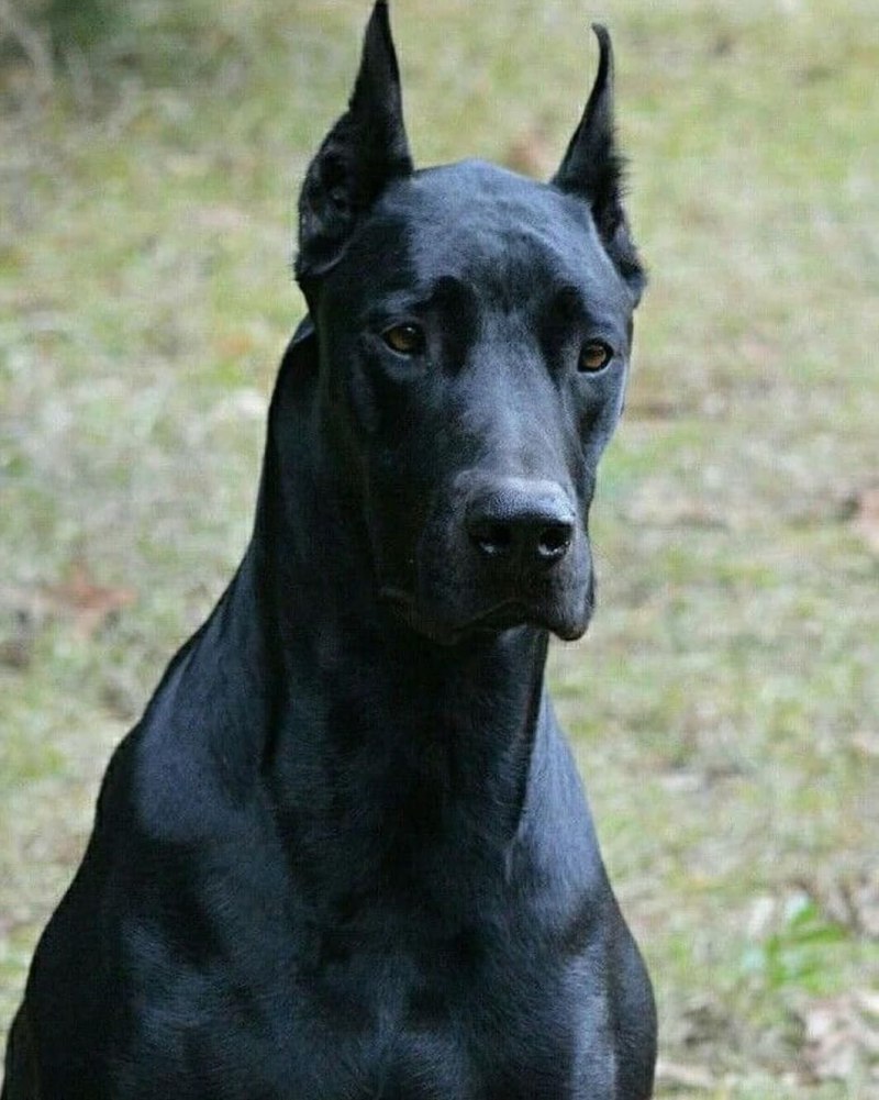 Черная беспородная собака