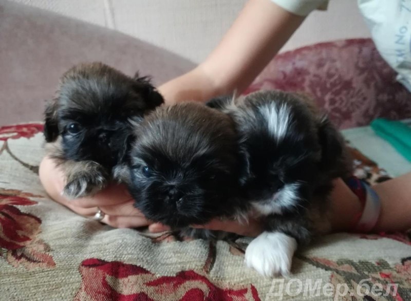 Щенки пекинеса только родились