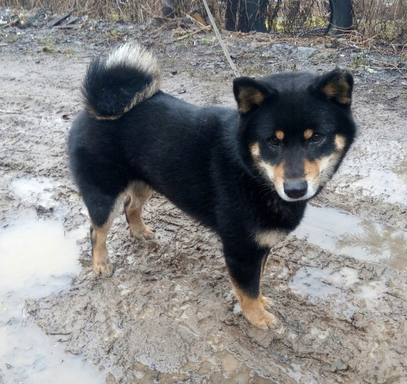 Щенок лайки черно подпалый