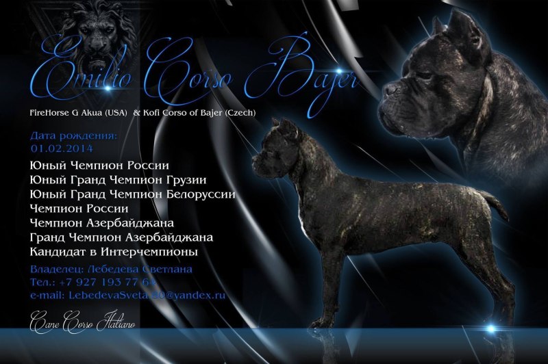 Презентация помета Кане Корсо