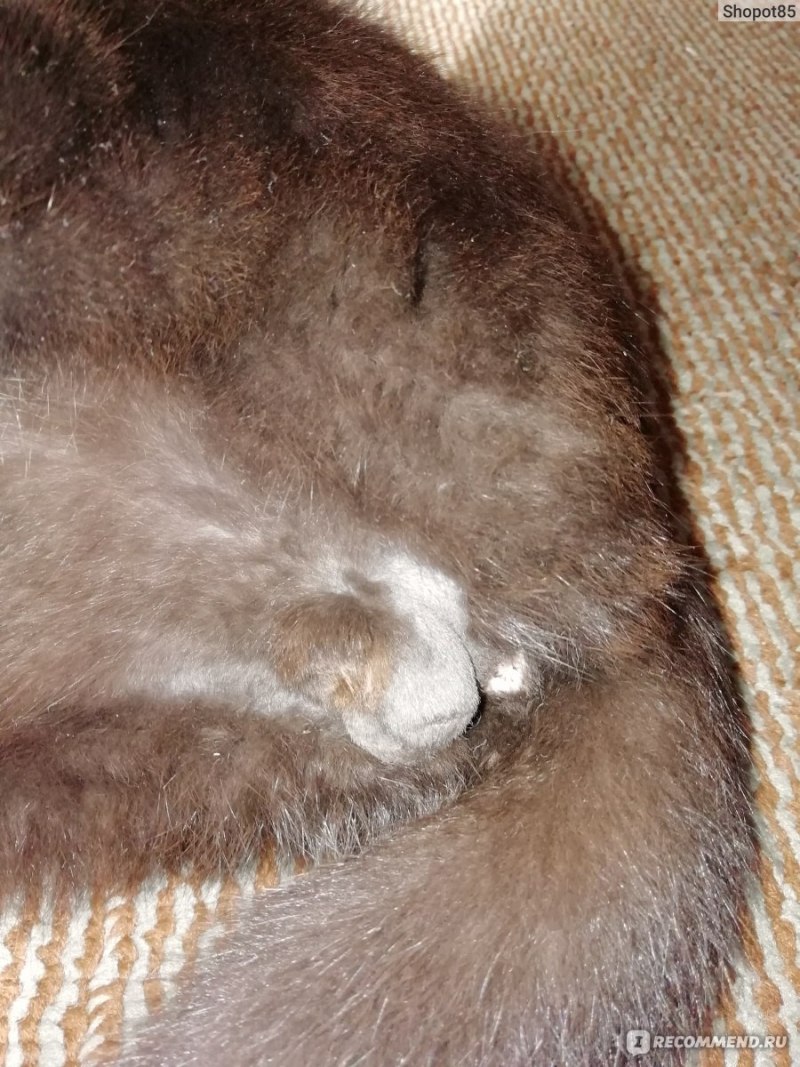 Как выглядят яички кота Горячие уши у кота после кастрации - Photos All Recommendation
