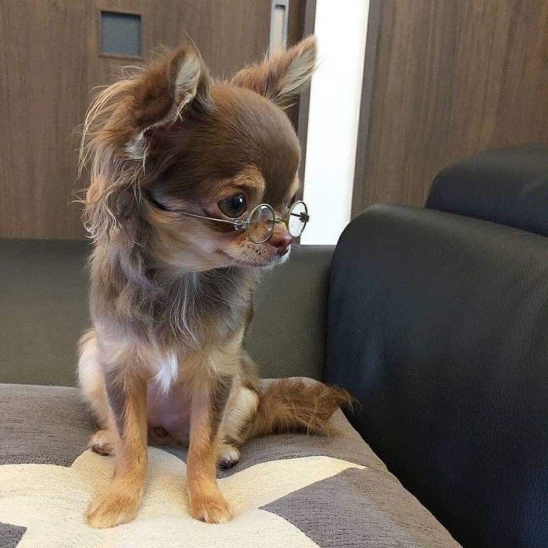 Чихуахуа ОКД