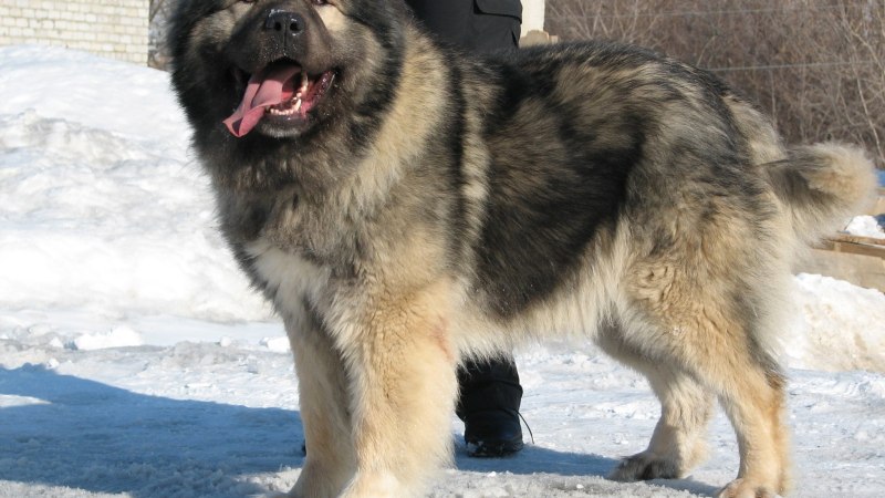 Azawakh Puppy
