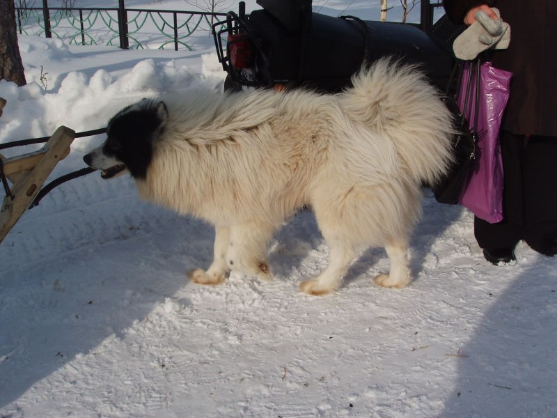 Алабай тобет
