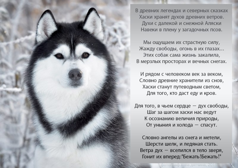 История хасок