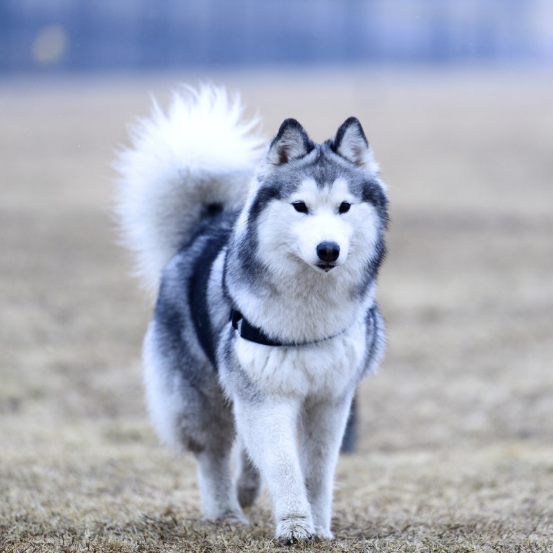 Дог xaski