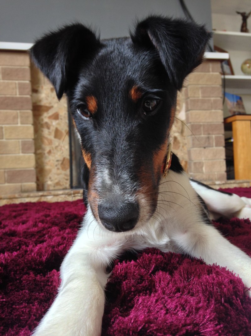 Smooth Fox Terrier