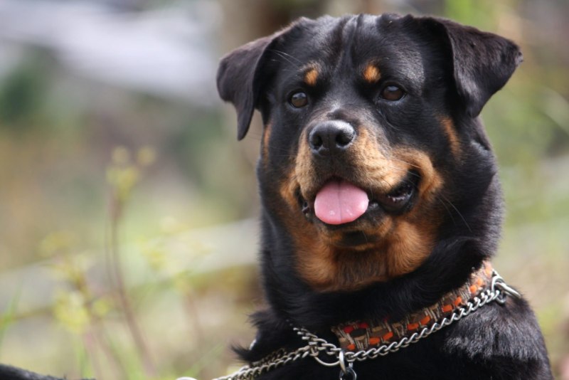 Rottweiler White Heart