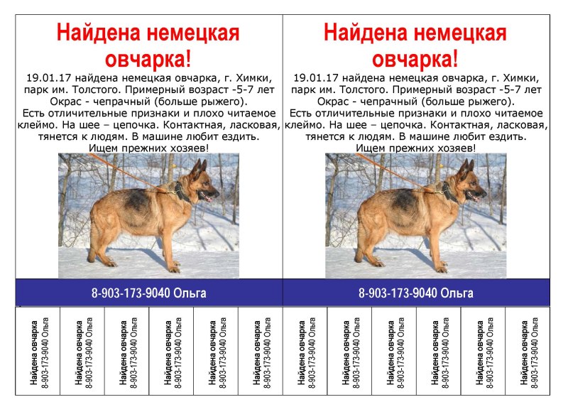 Морфологический критерий овчарки