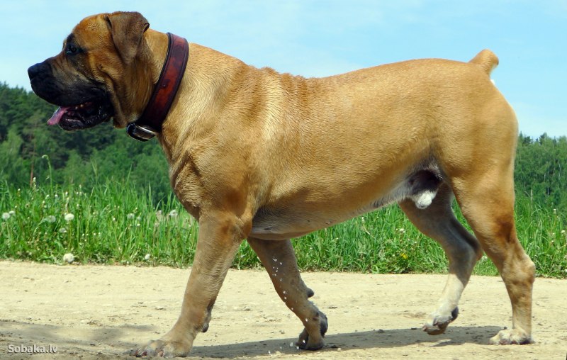 Dog World Bundle