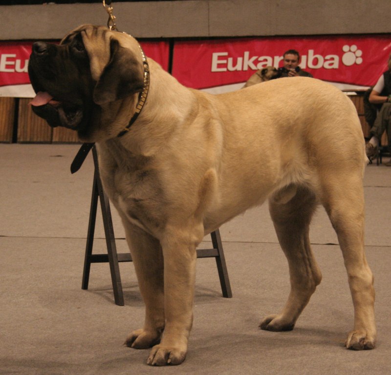 Брабантский булленбейсер
