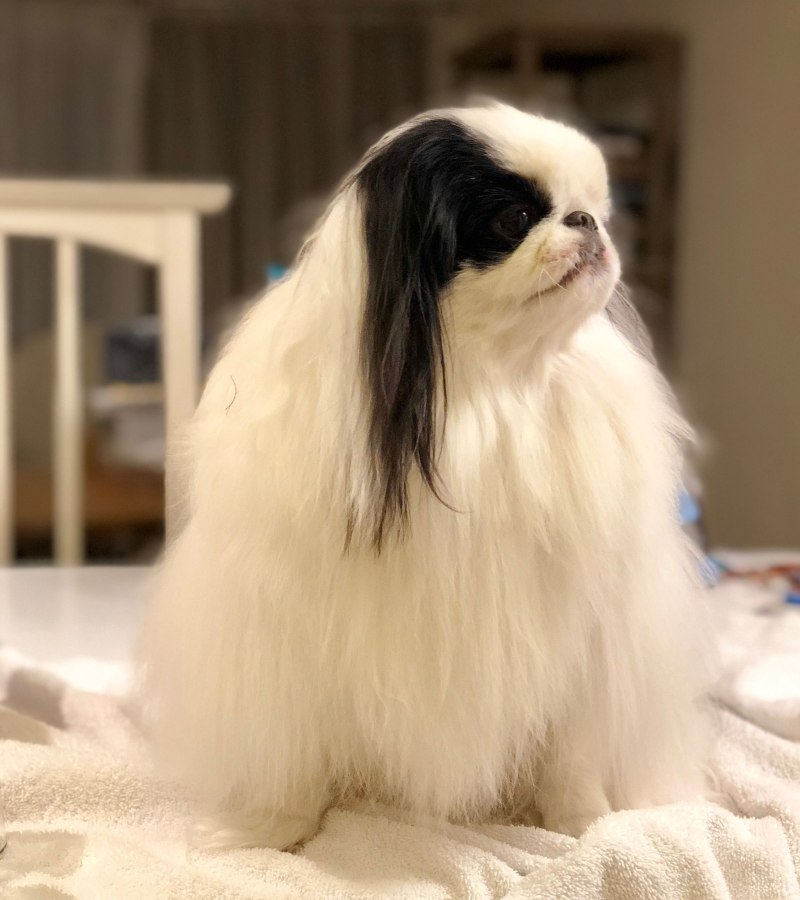 Королевский Хин