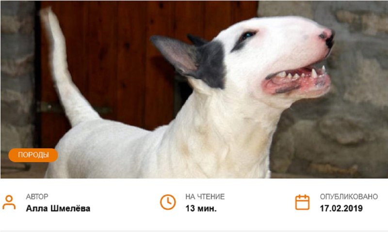 Бультерьер на видеосвязи