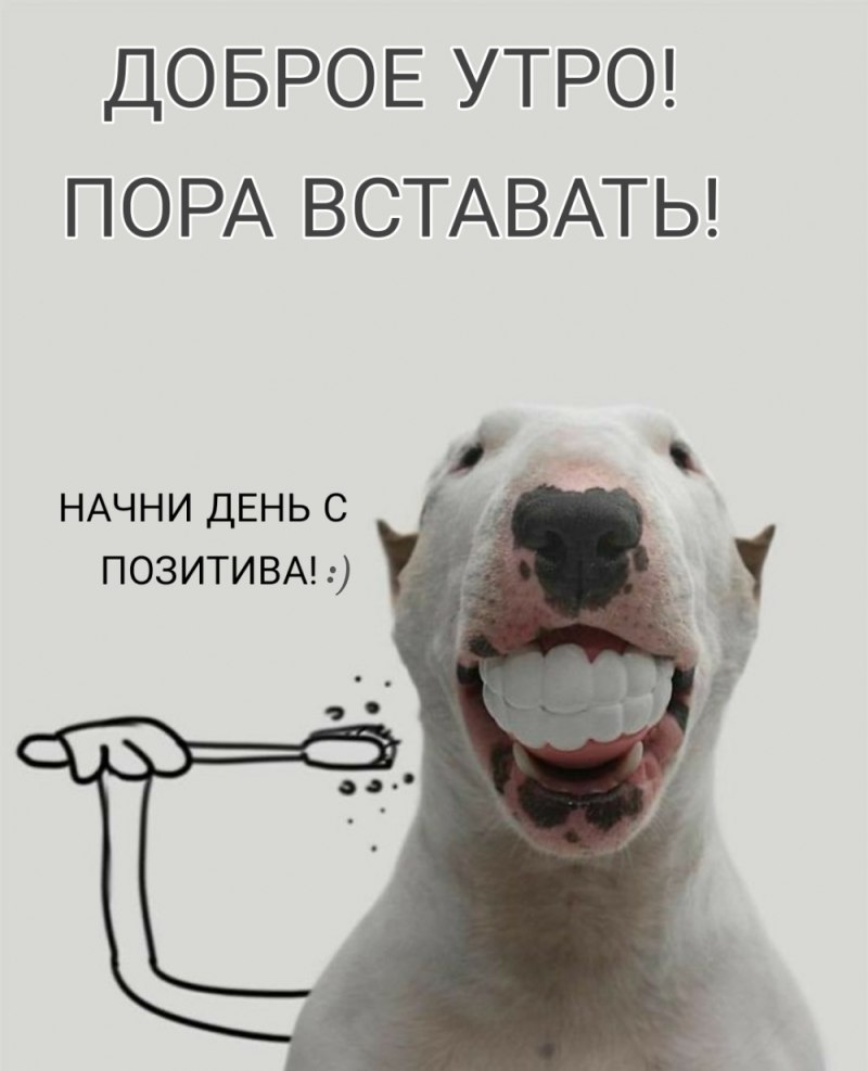 Бультерьер злой Бойцовский