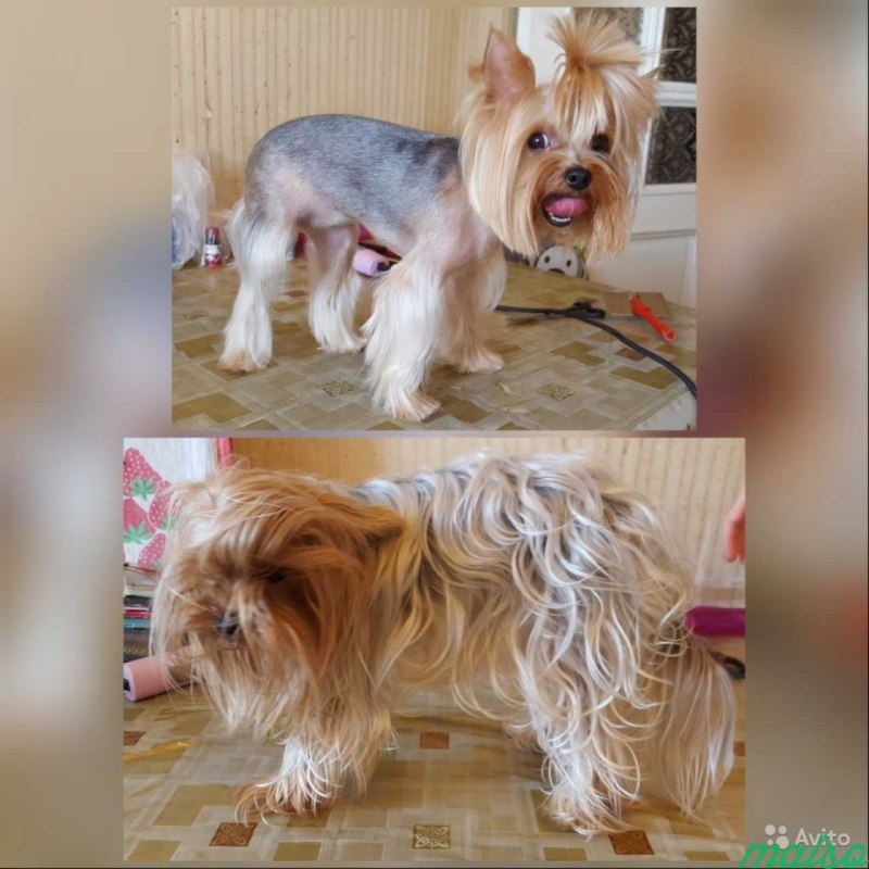Стрижка для Йорка ушки не стоят